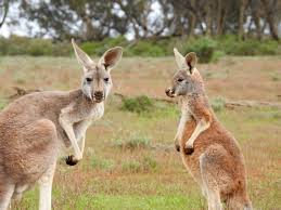 Kangaroo Island tour