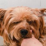 The Many Benefits of Miami Dog Grooming to Learn